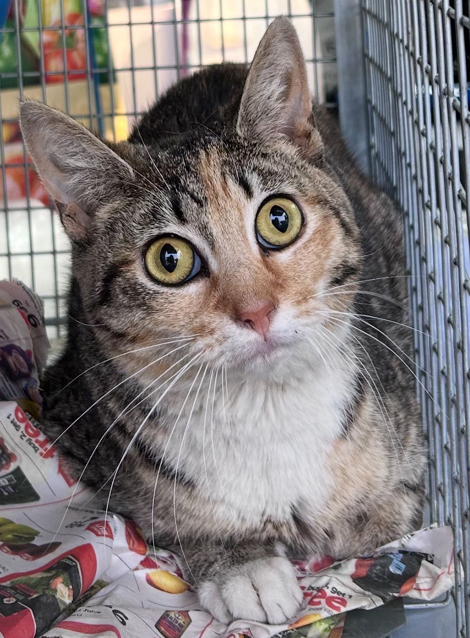 Annette's Pets TNR Rescue