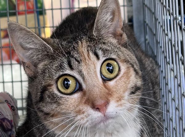 Annette's Pets TNR Rescue