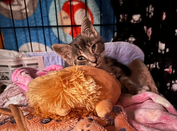 Annette's Pets TNR Rescue