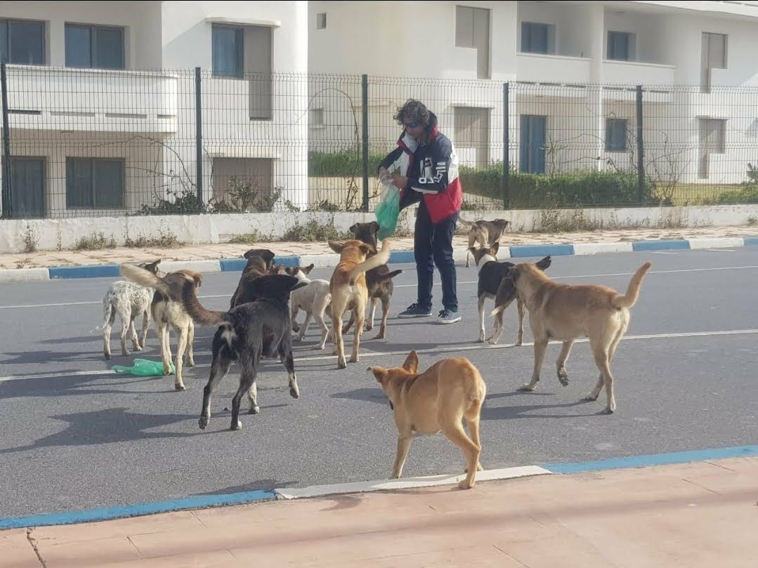 The Humane Society of Morocco