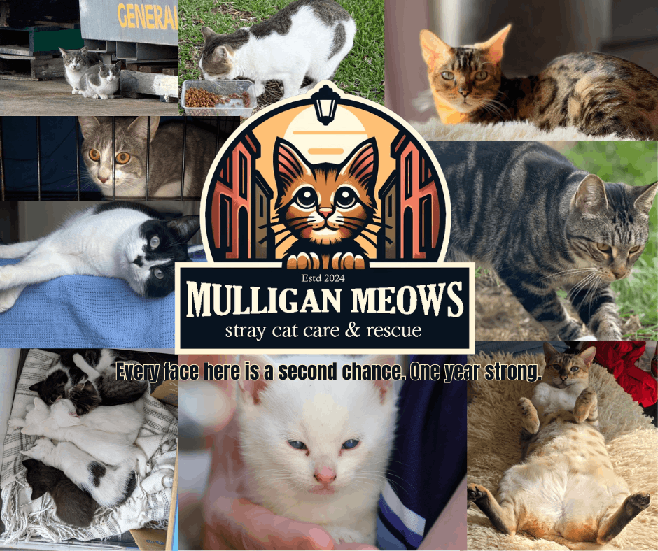 Mulligan Meows