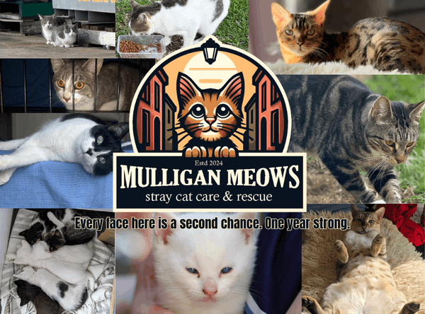 Mulligan Meows