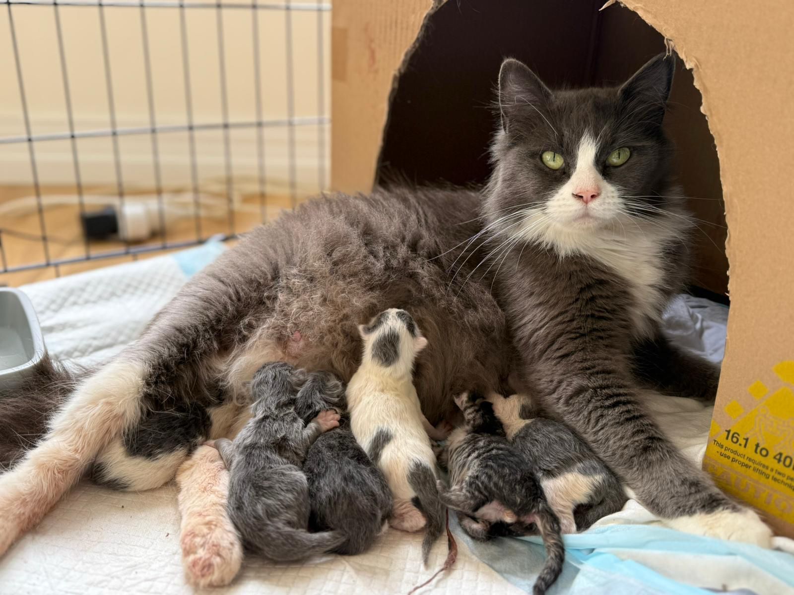 Whiskers & Co Rescue