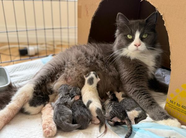 Whiskers & Co Rescue