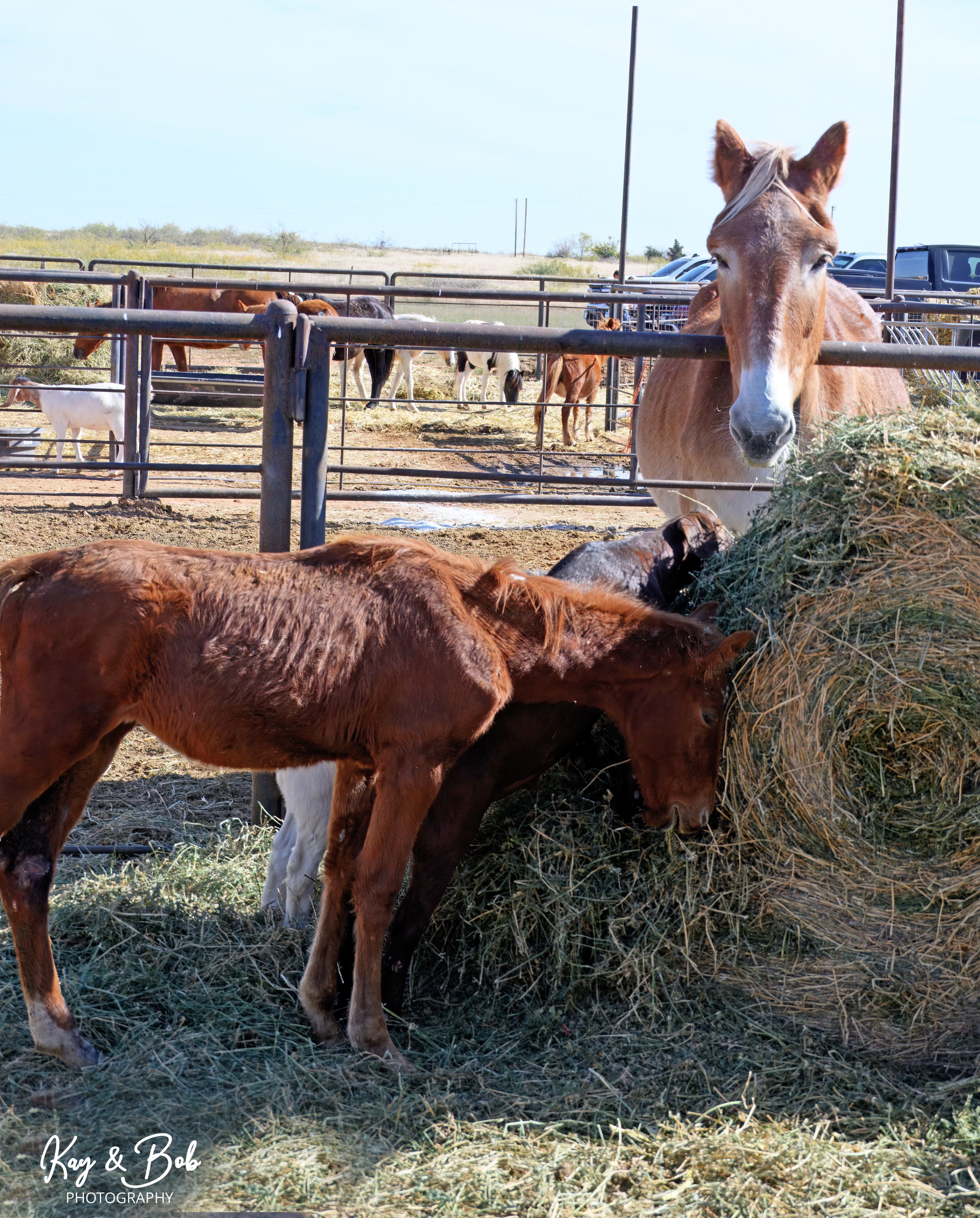 Circle H Haven Foundation