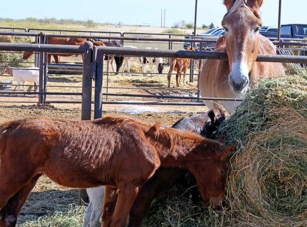 Circle H Haven Foundation