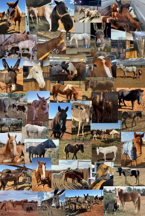 Circle H Haven Foundation