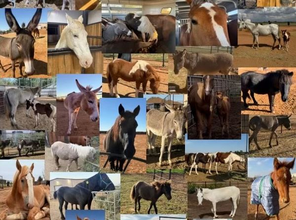 Circle H Haven Foundation