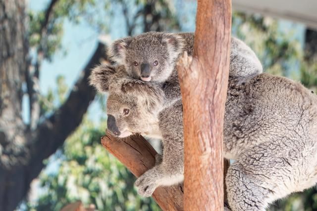 Sydney Zoo Foundation