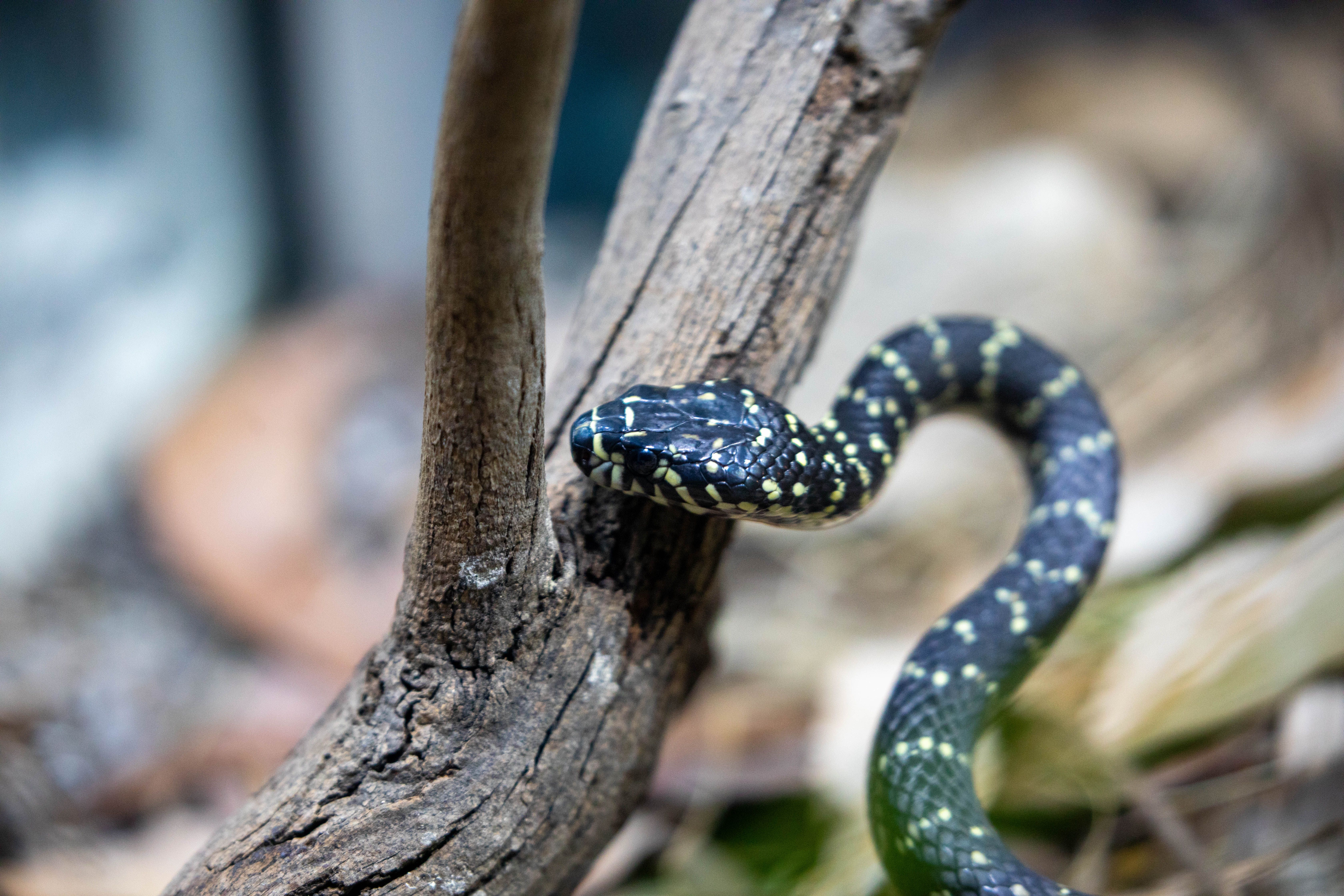 Sydney Zoo Foundation