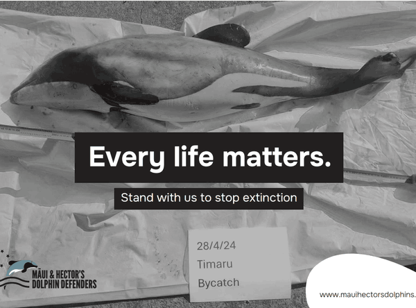 Māui and Hector's Dolphin Defenders