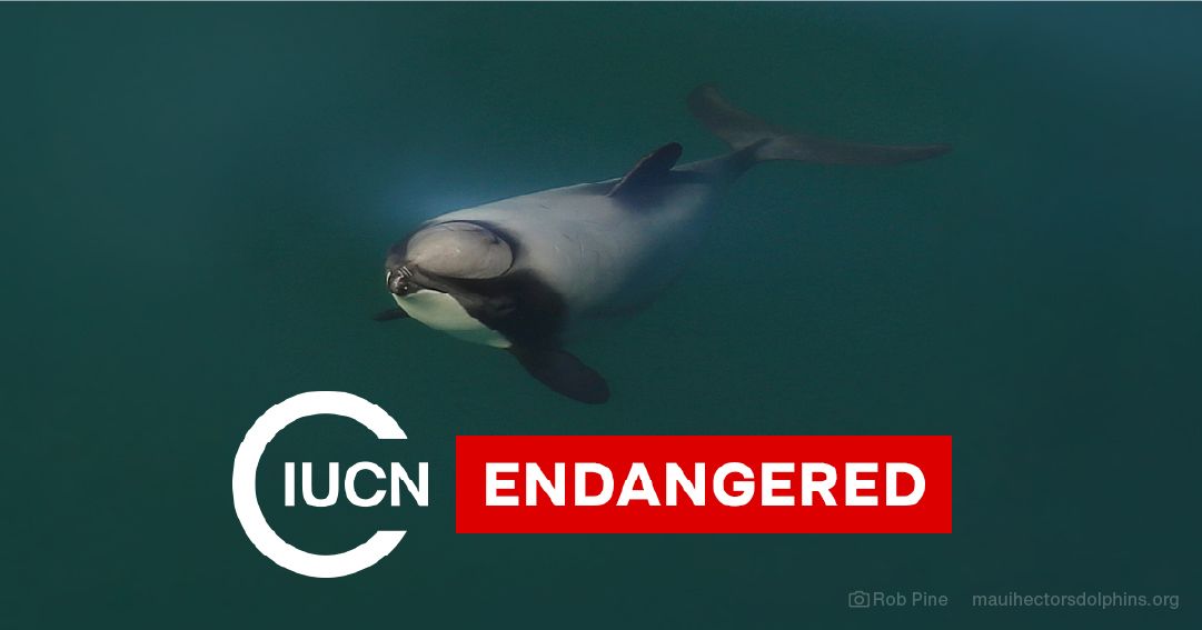 Māui and Hector's Dolphin Defenders