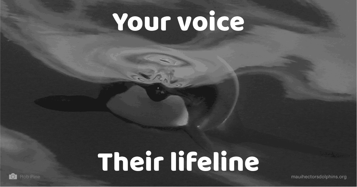 Māui and Hector's Dolphin Defenders