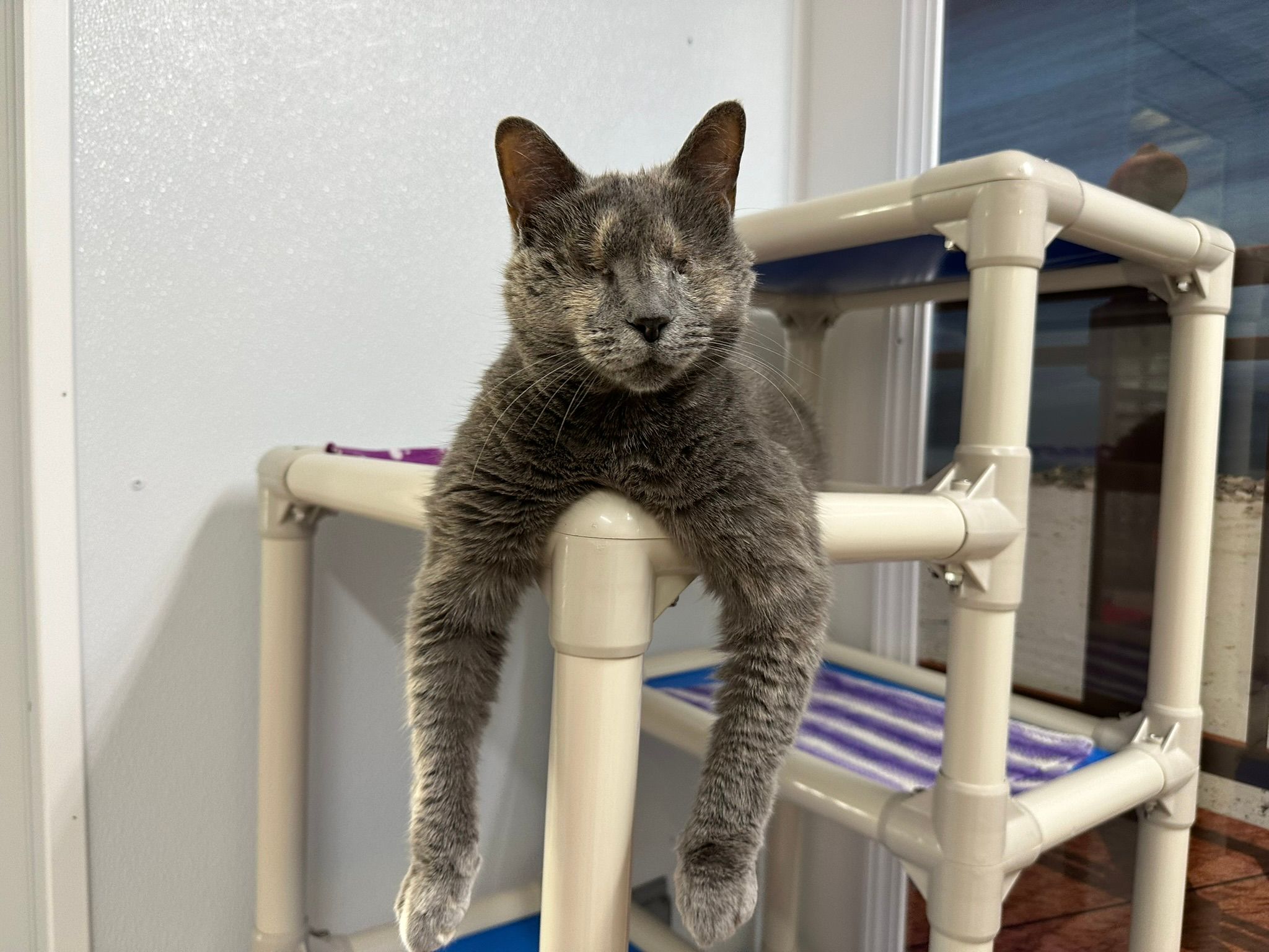 Blind Cat Rescue and Sanctuary