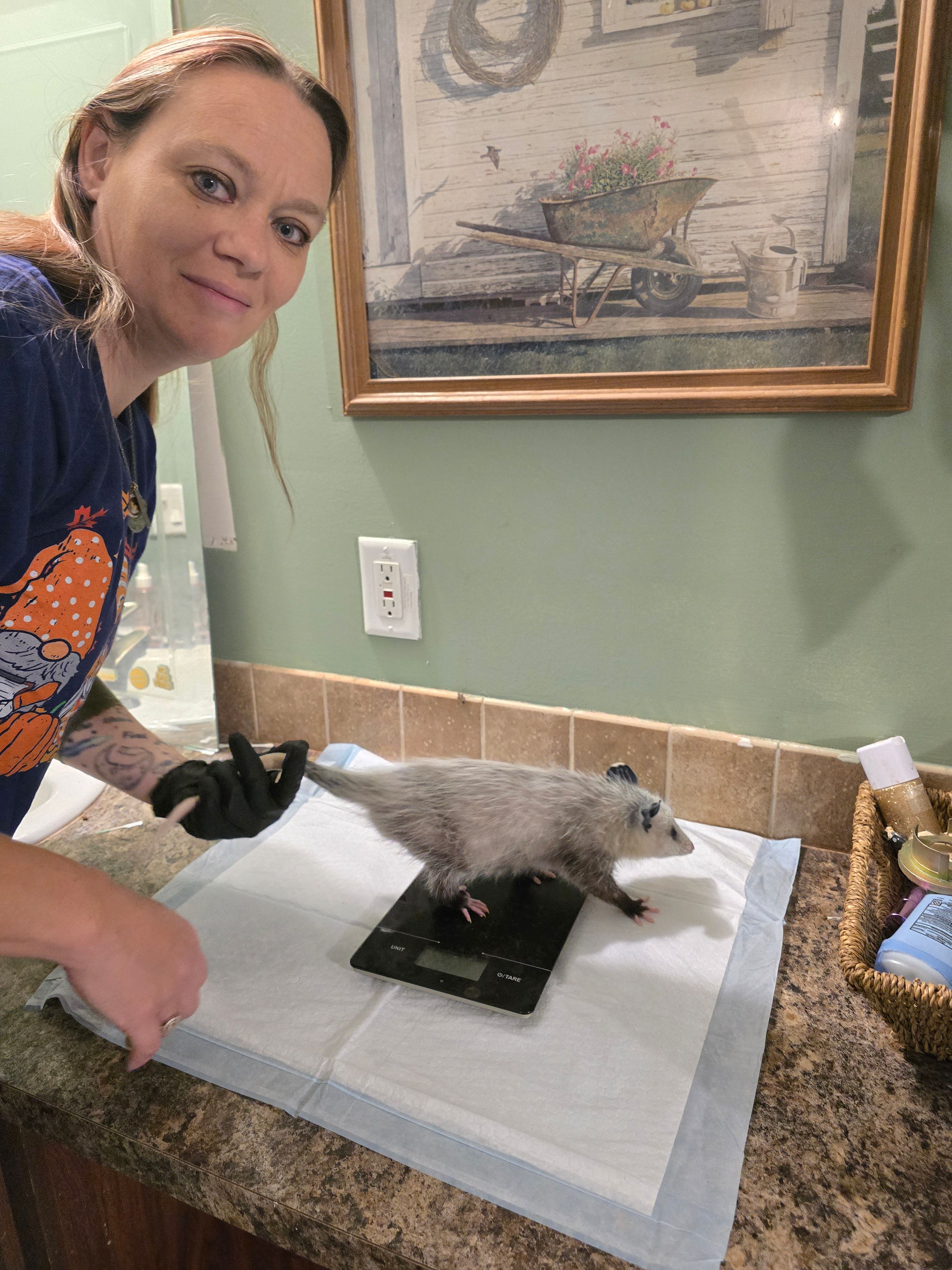 Possum Passel Wildlife Rehabilitation Center Inc