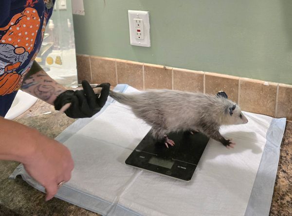 Possum Passel Wildlife Rehabilitation Center Inc