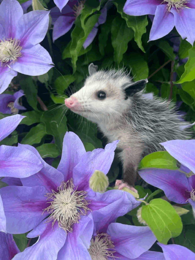 Possum Passel Wildlife Rehabilitation Center Inc