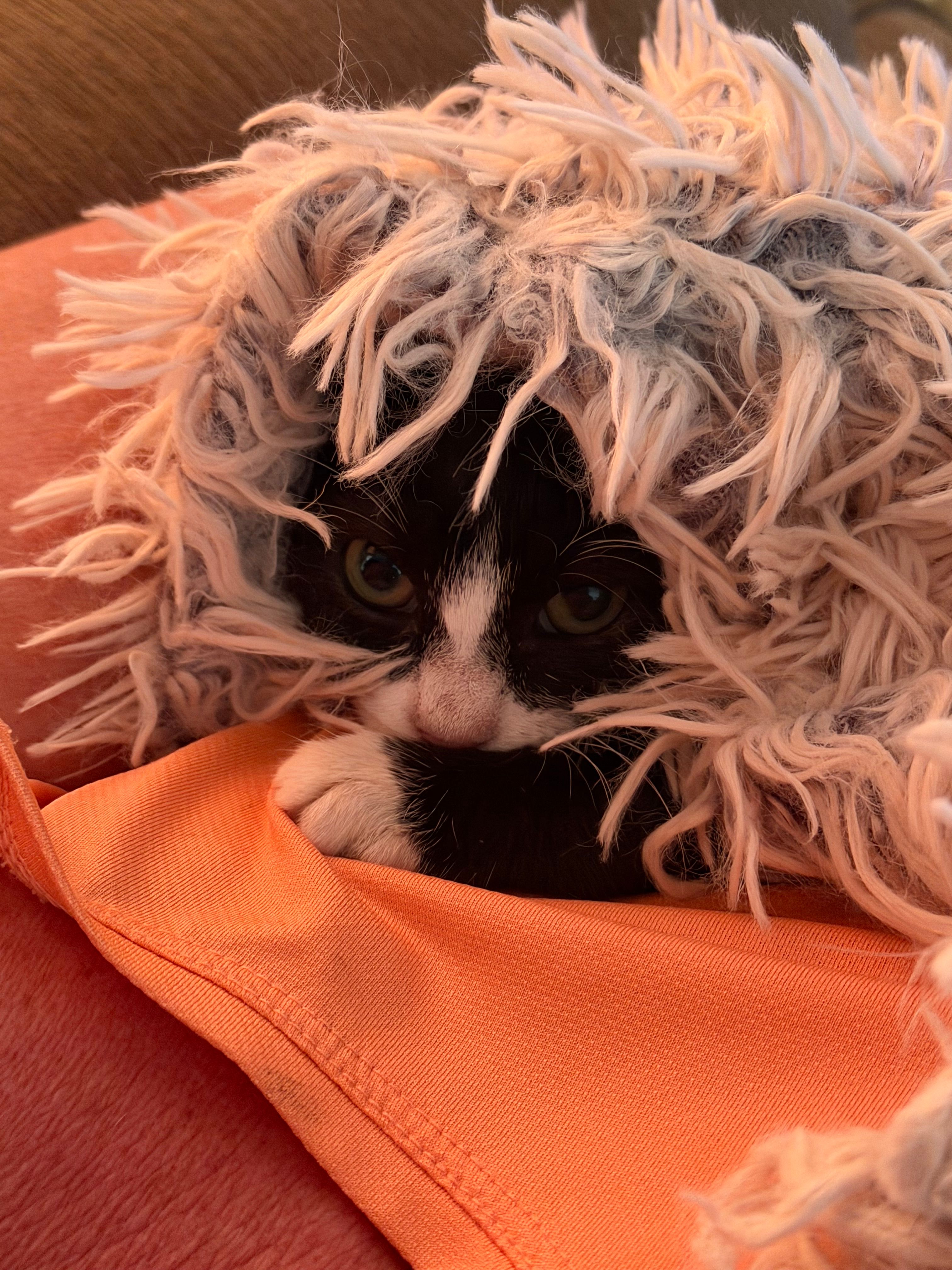 Stella's Southern Angels