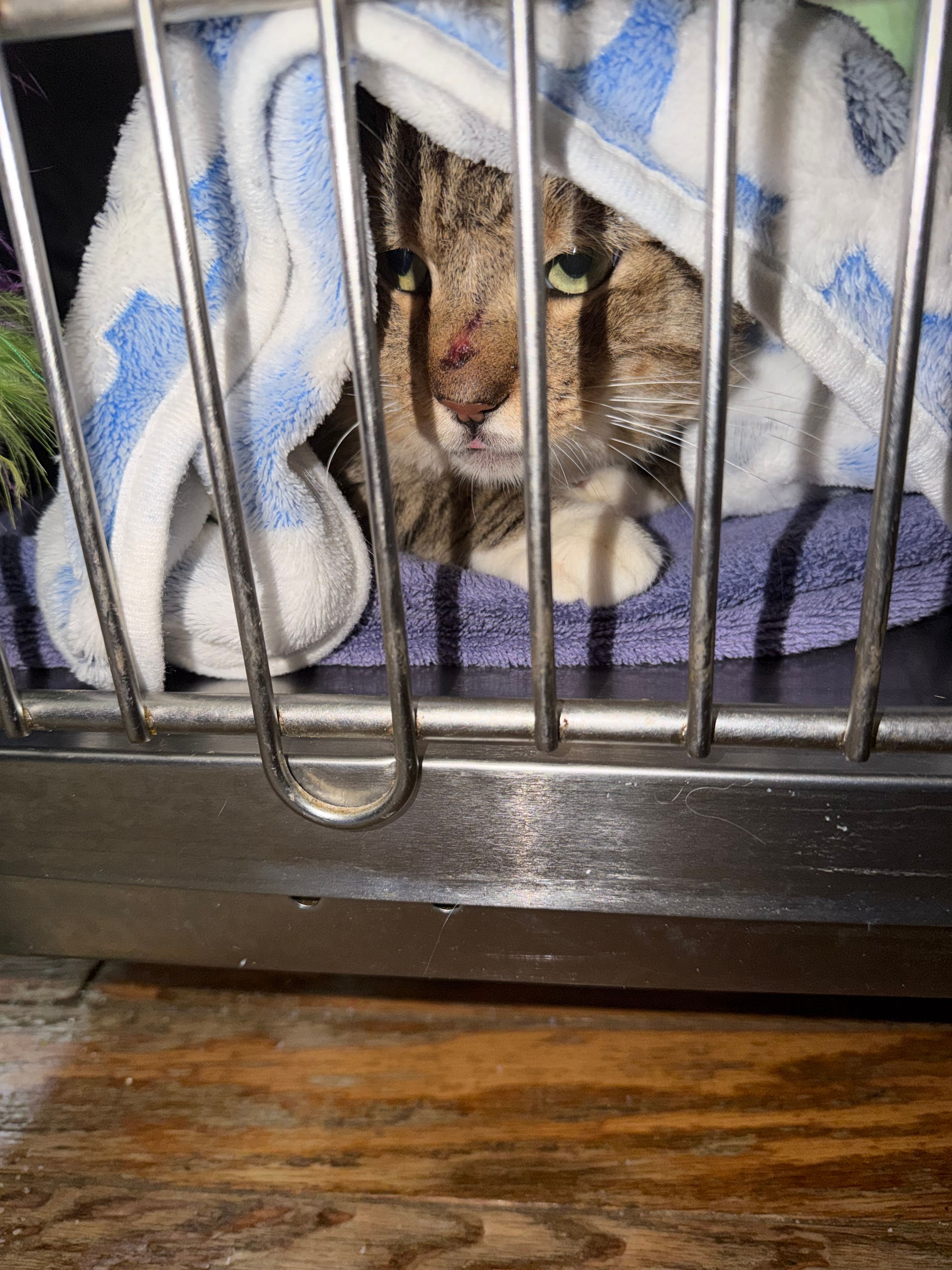 Stella's Southern Angels