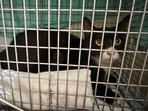 Stella's Southern Angels