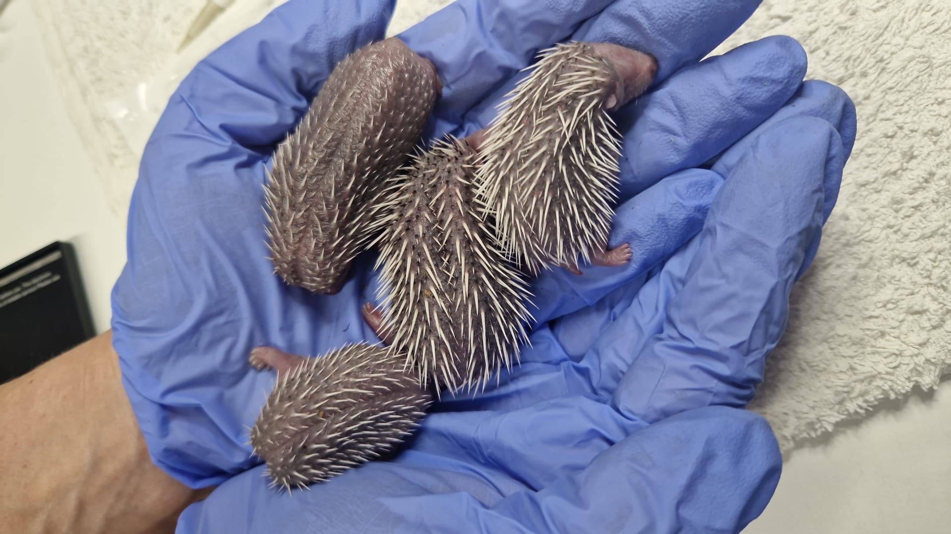 Dorset Hedgehog Rescue