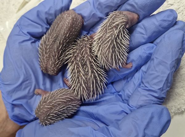 Dorset Hedgehog Rescue