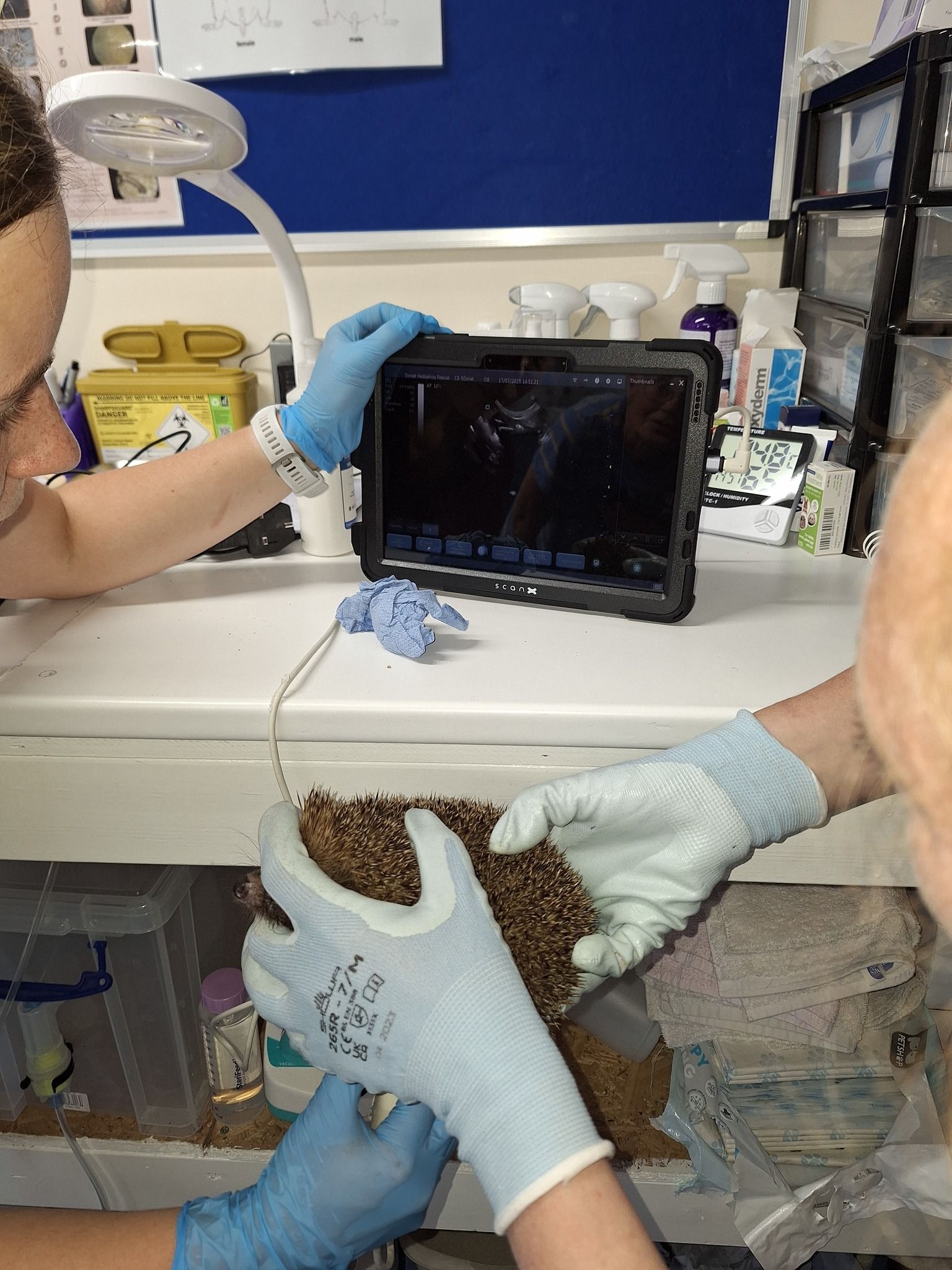 Dorset Hedgehog Rescue