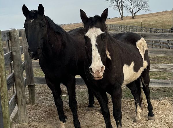 Second Chance Equine Sanctuary