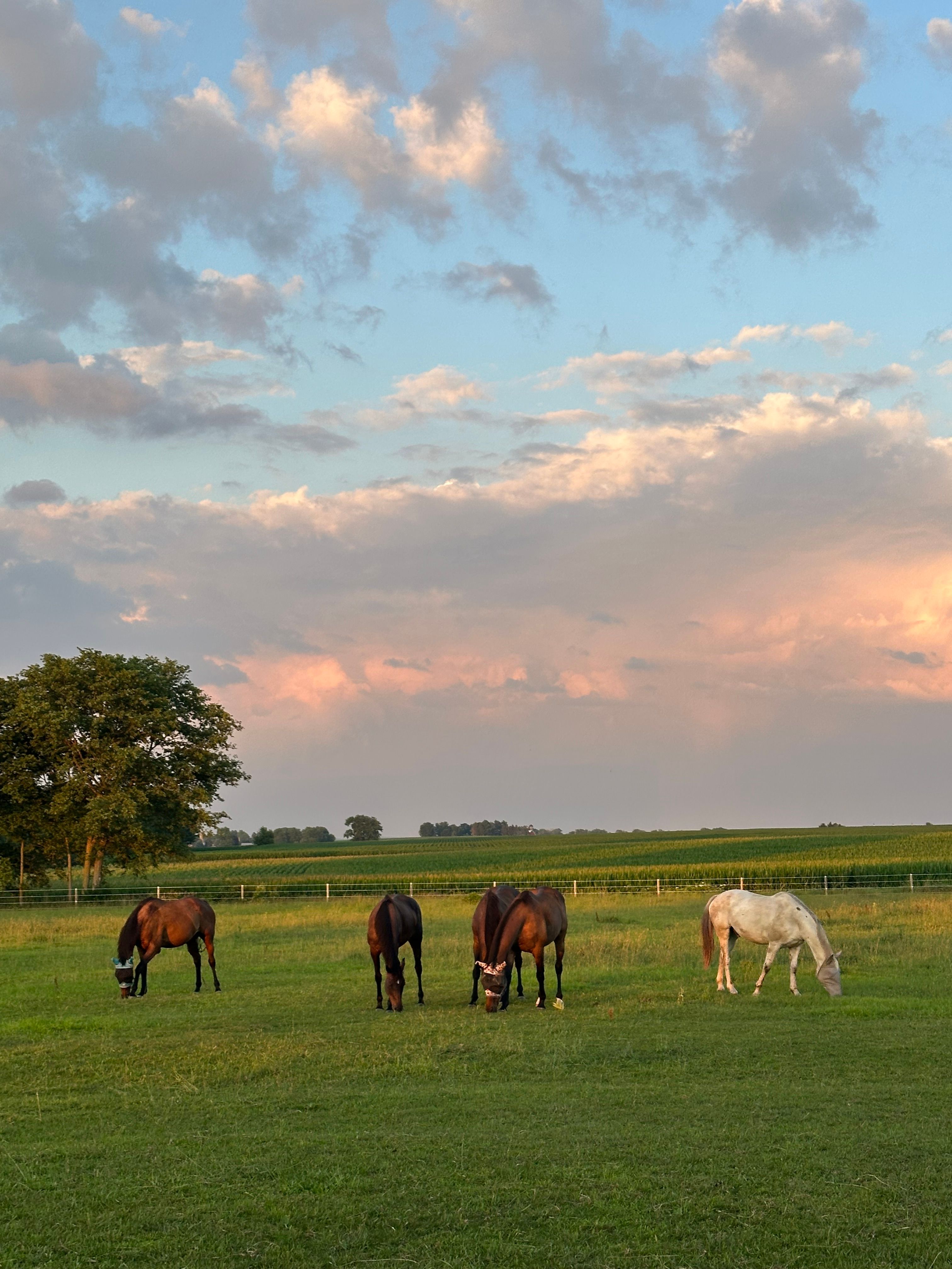 Second Chance Equine Sanctuary