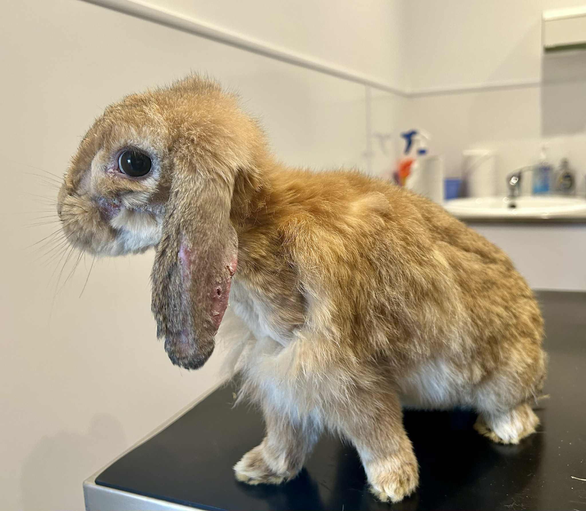 Shrewsbury Rabbit Rescue