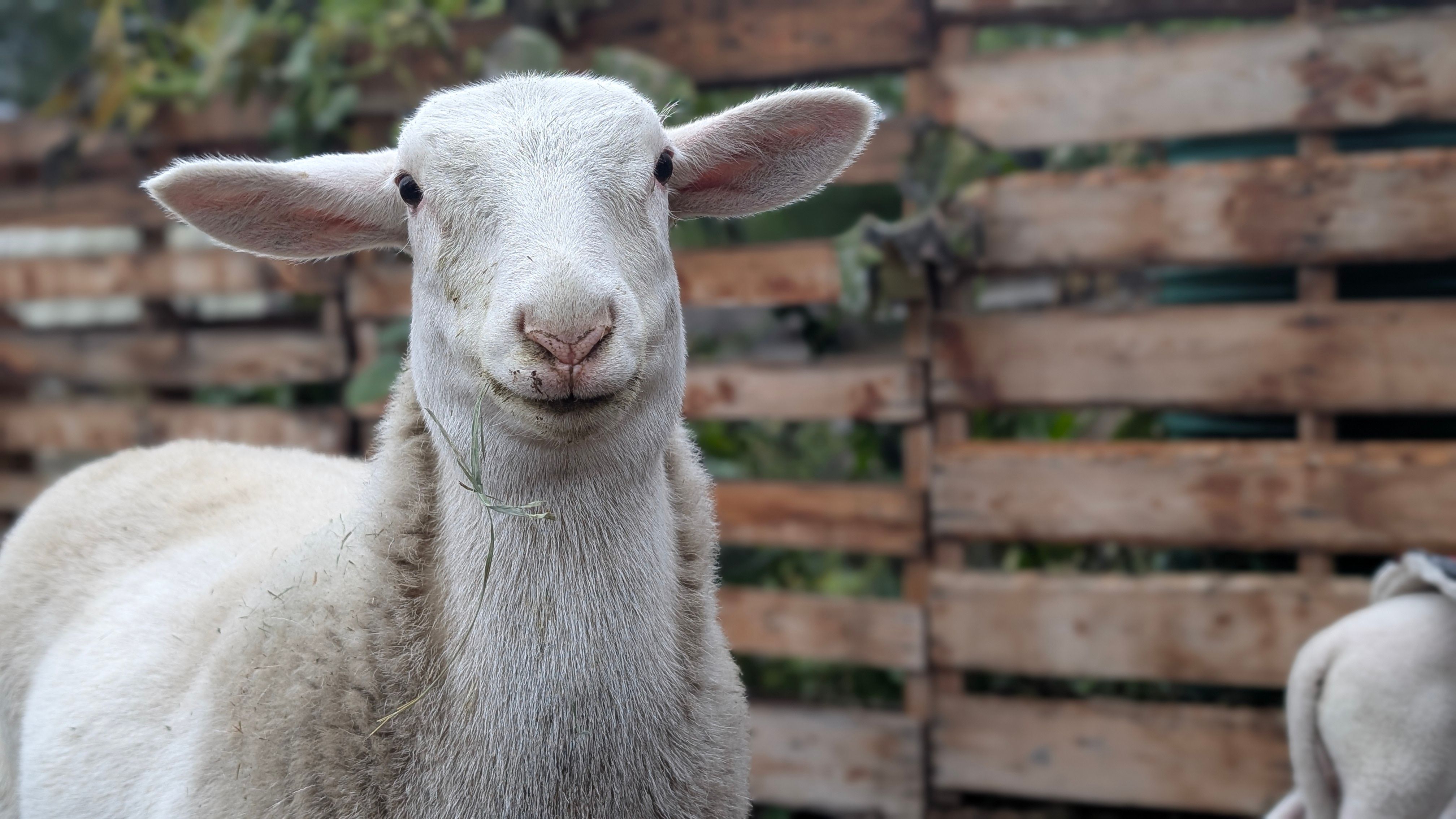 Kootenay Acres Farm Sanctuary