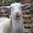 Kootenay Acres Farm Sanctuary