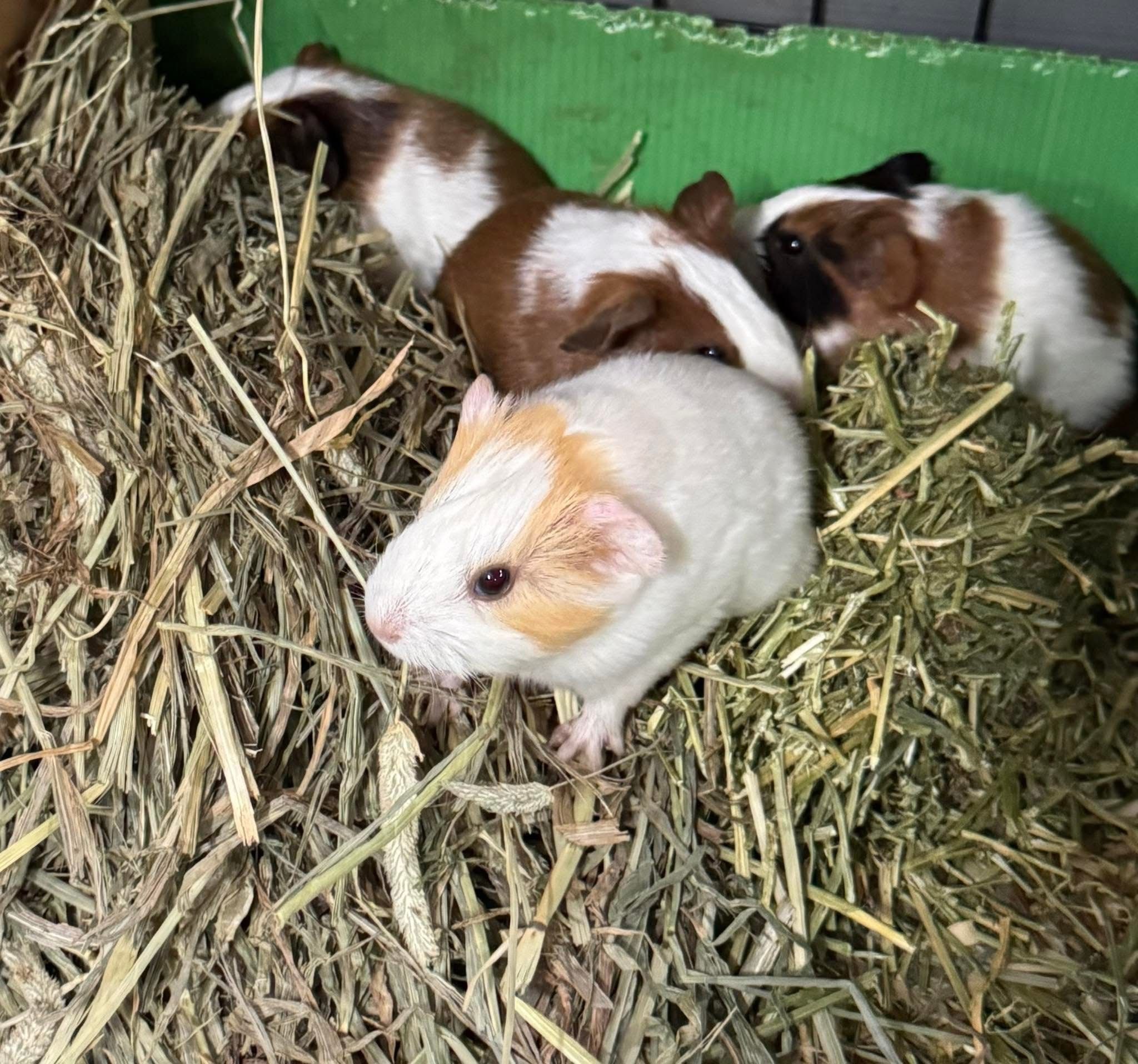 Piggies Paradise