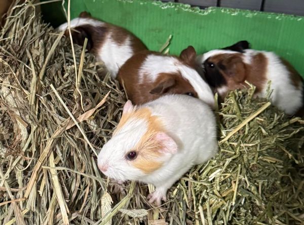 Piggies Paradise