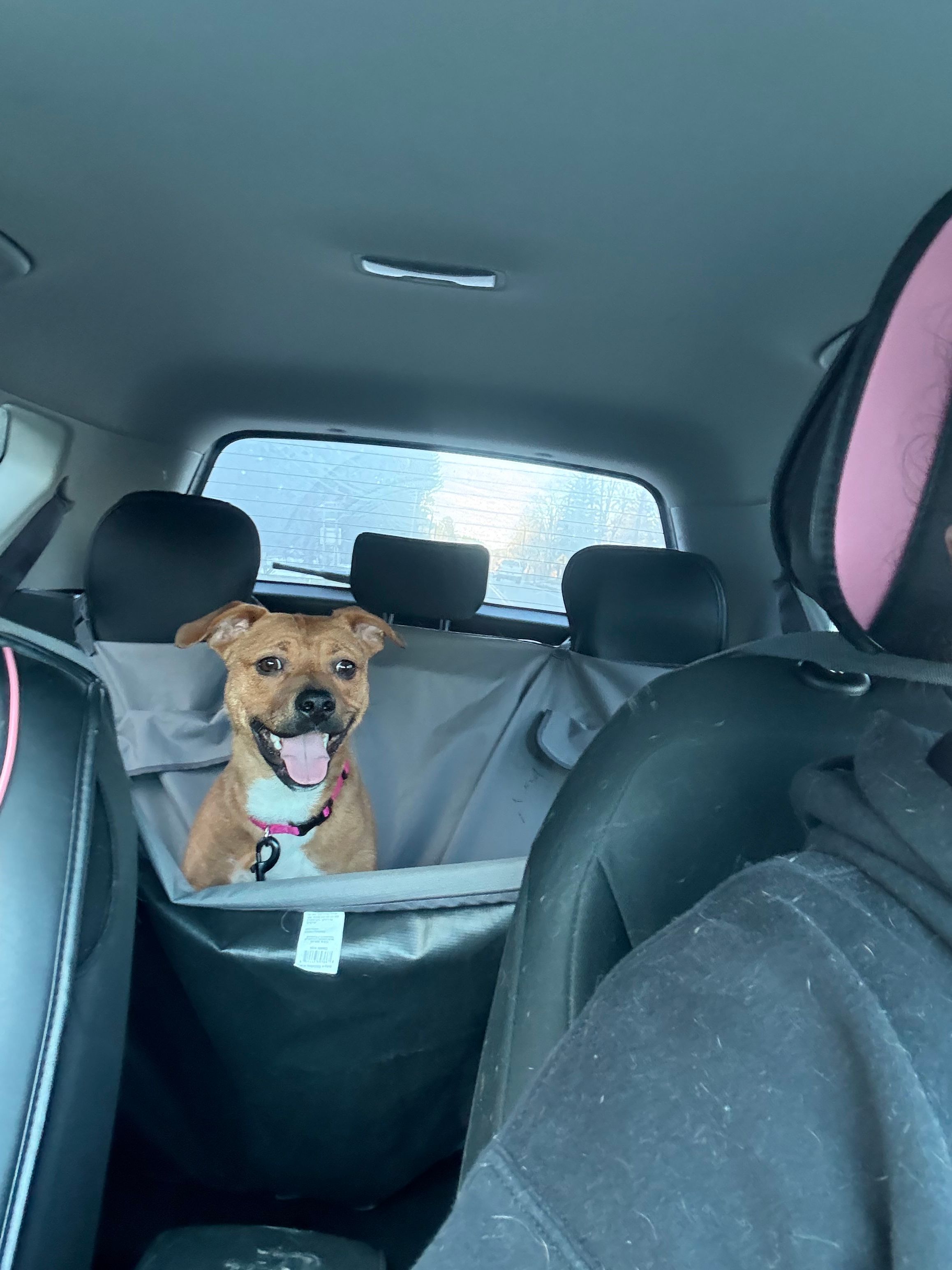 Open Road Rescues, INC.