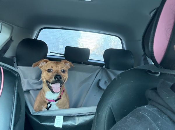 Open Road Rescues, INC.