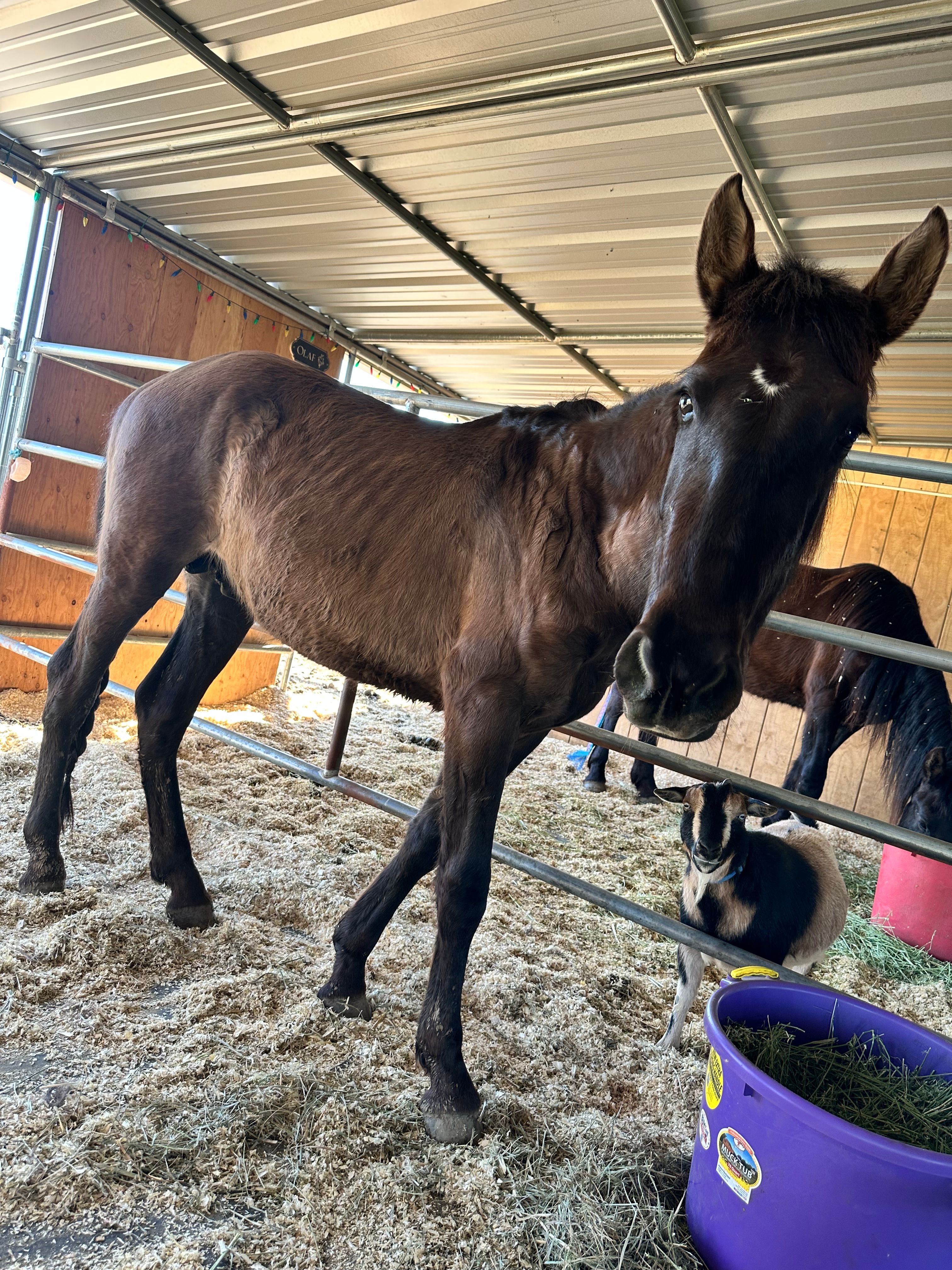 Harvest Moon Horse Ranch and Rescue