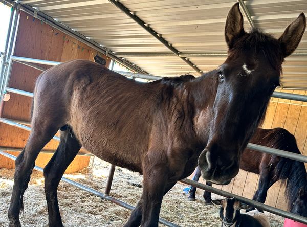 Harvest Moon Horse Ranch and Rescue
