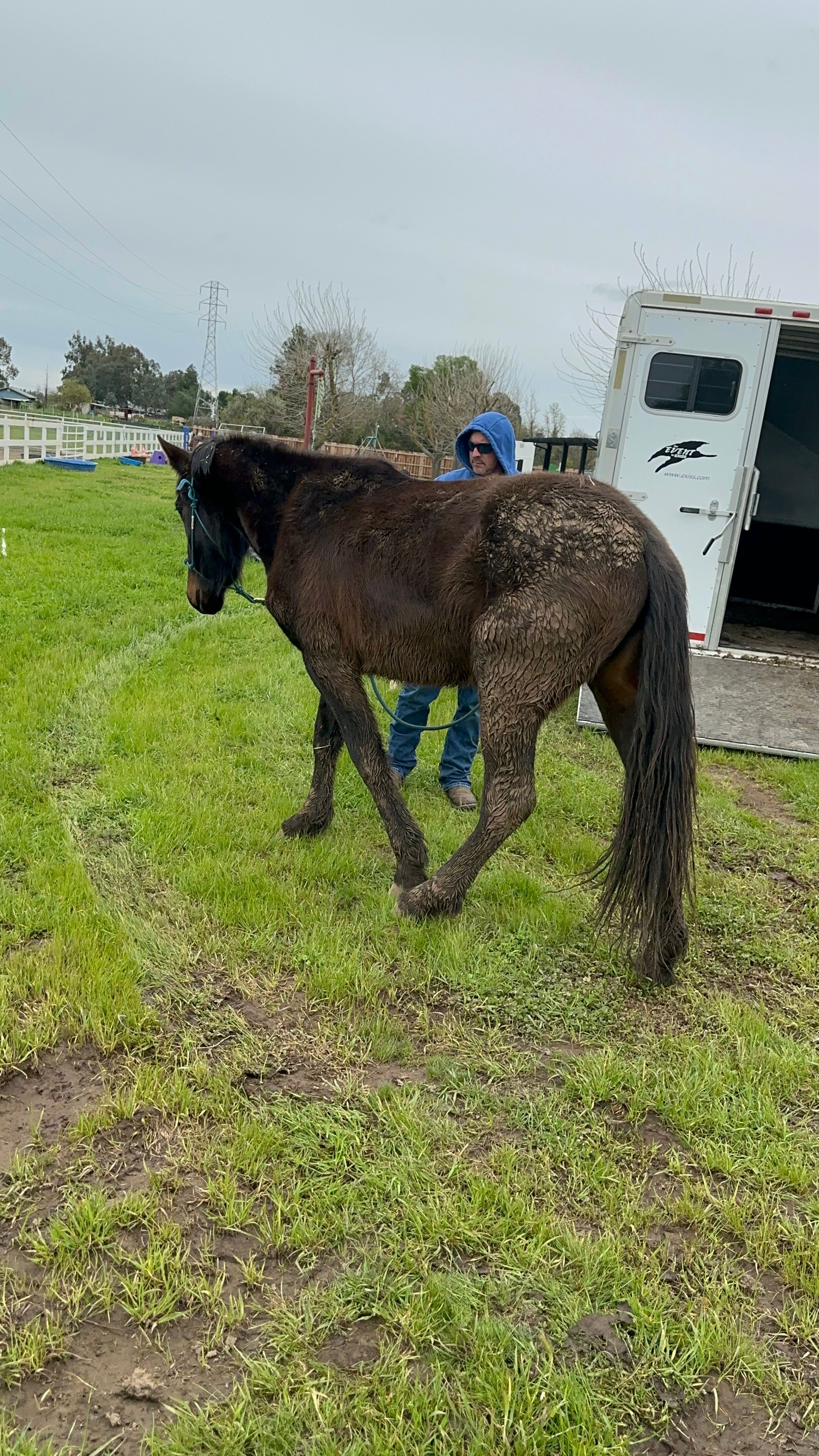 Harvest Moon Horse Ranch and Rescue