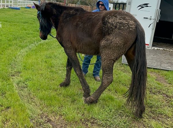 Harvest Moon Horse Ranch and Rescue