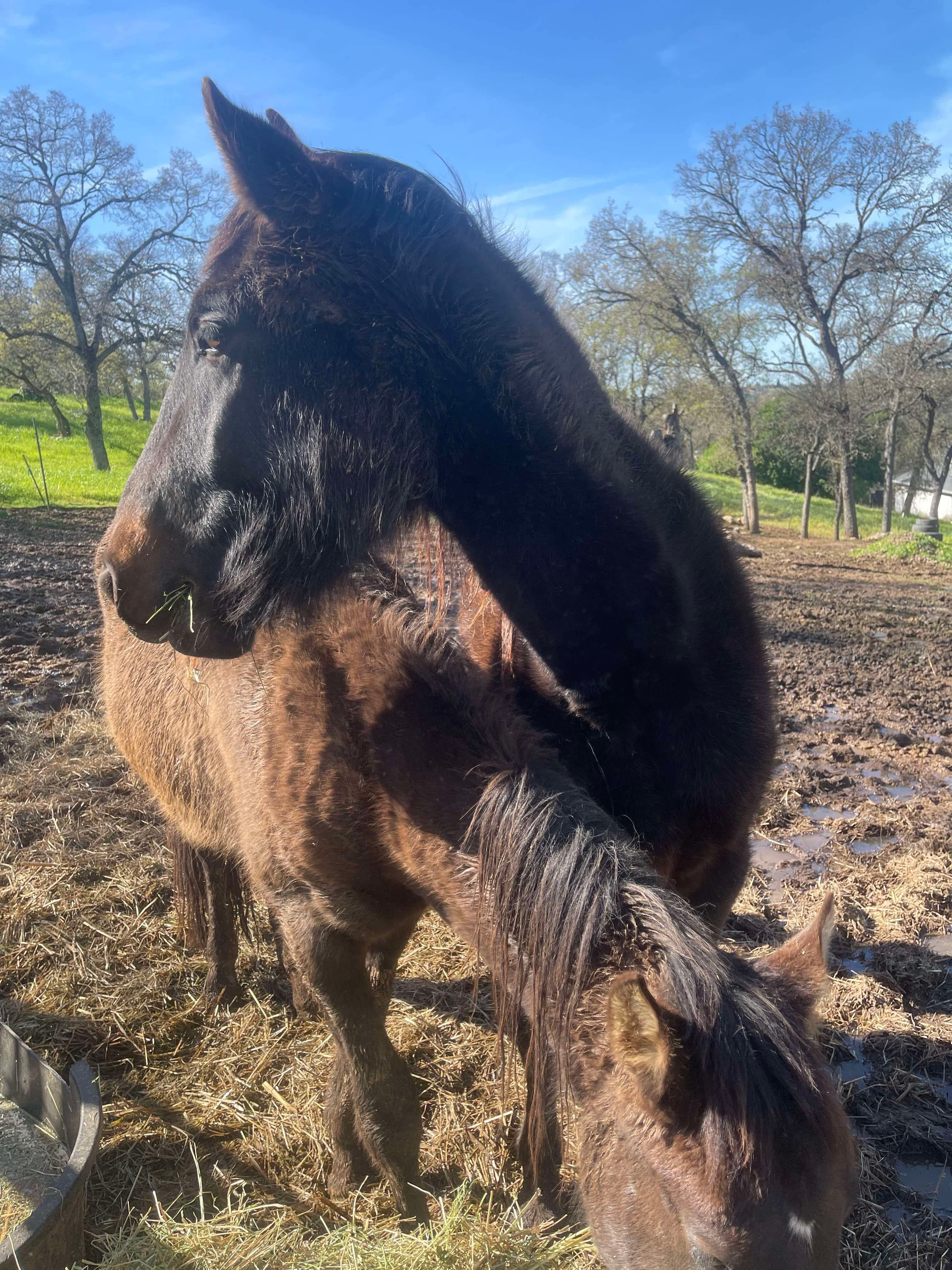 Harvest Moon Horse Ranch and Rescue