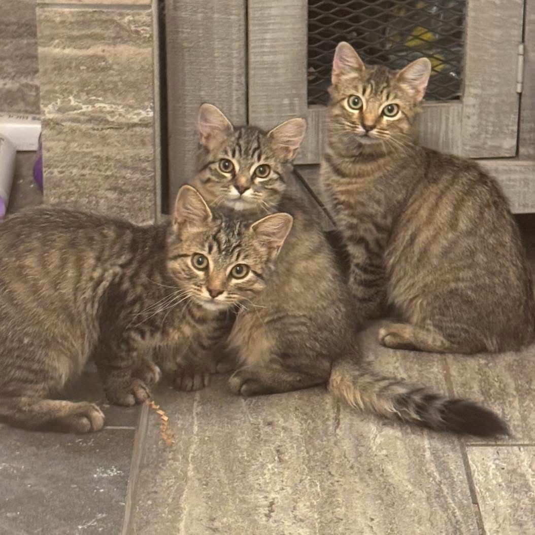 The Calling Small Animal Rescue