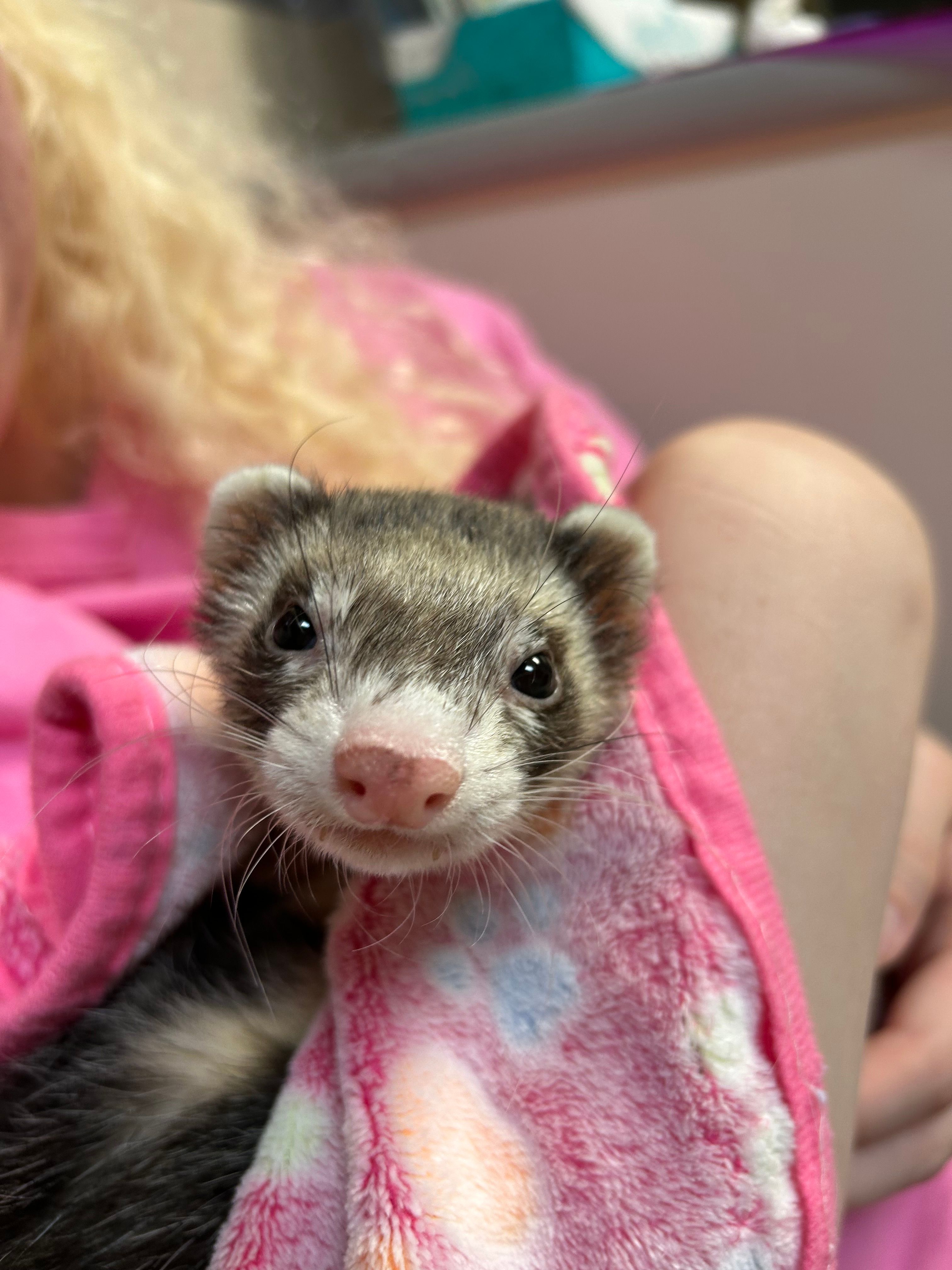 Monkey's Wish Foundation