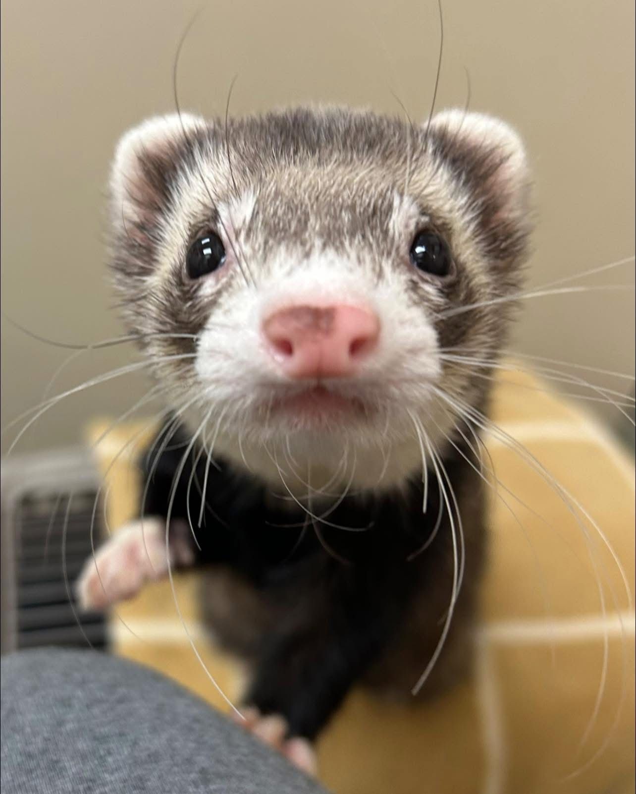 Monkey's Wish Foundation