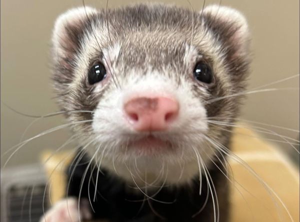 Monkey's Wish Foundation