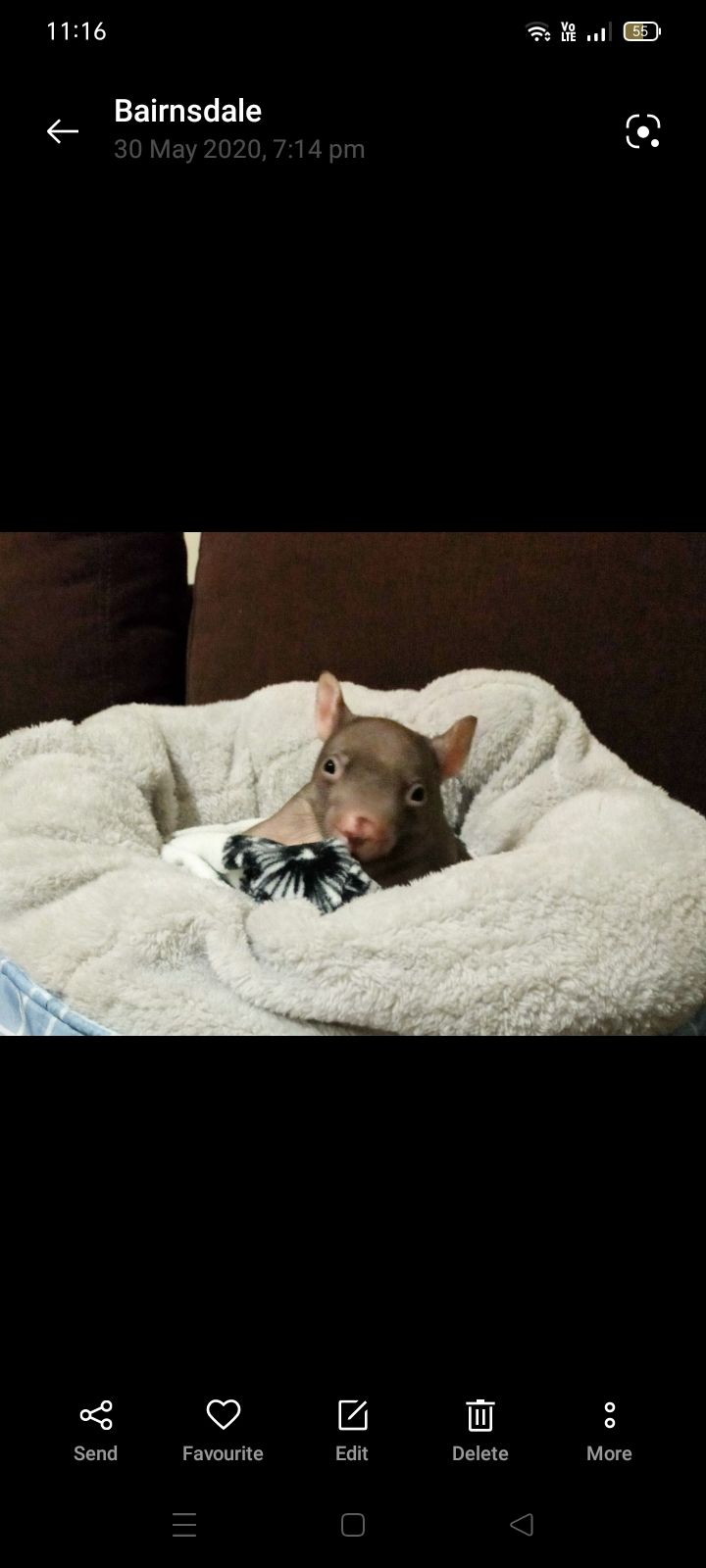 Wombat Wisdom Wildlife Incorporated