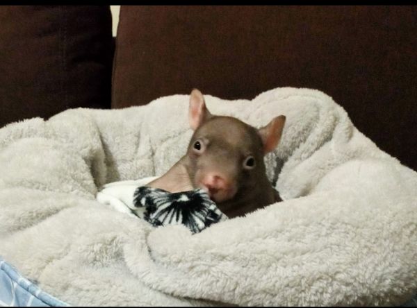 Wombat Wisdom Wildlife Incorporated