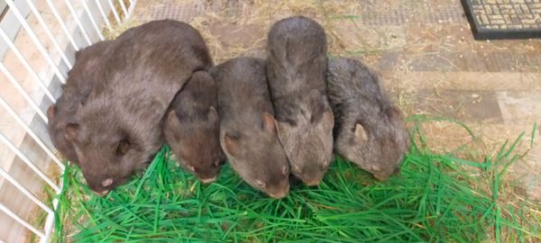 Wombat Wisdom Wildlife Incorporated