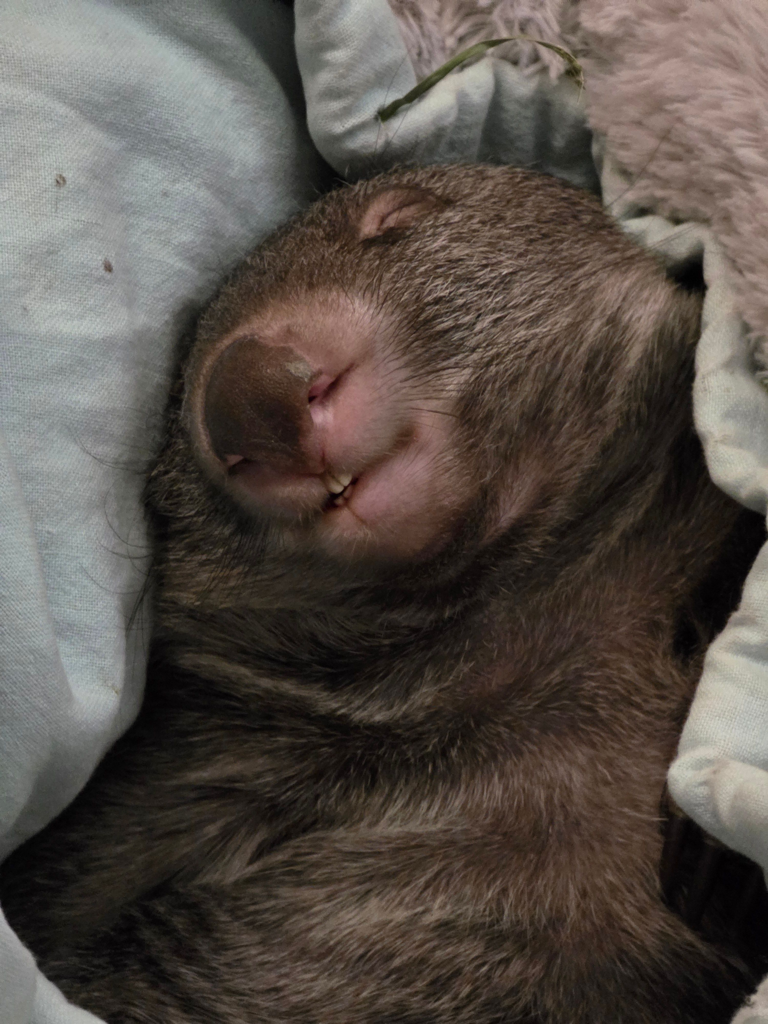 Wombat Wisdom Wildlife Incorporated