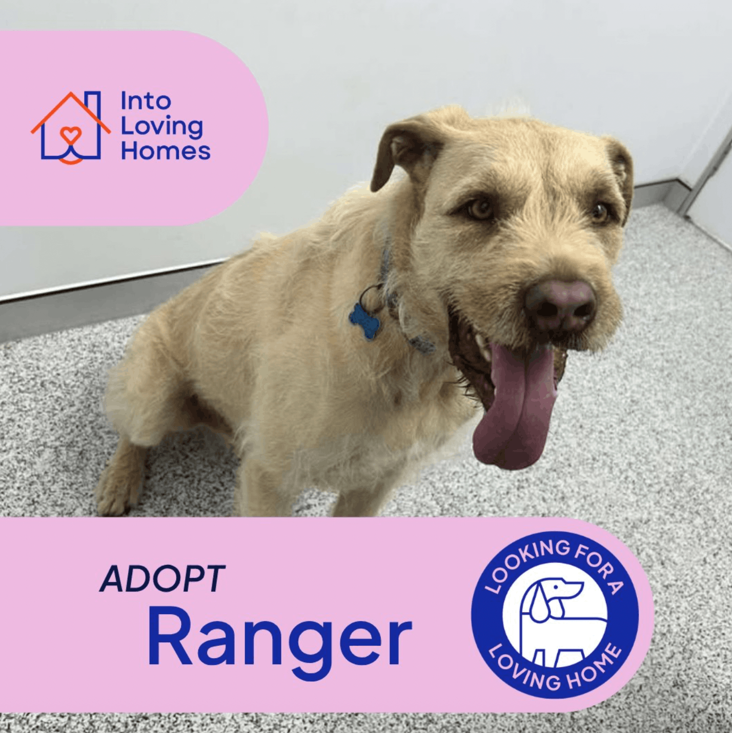 Into Loving Homes Foundation